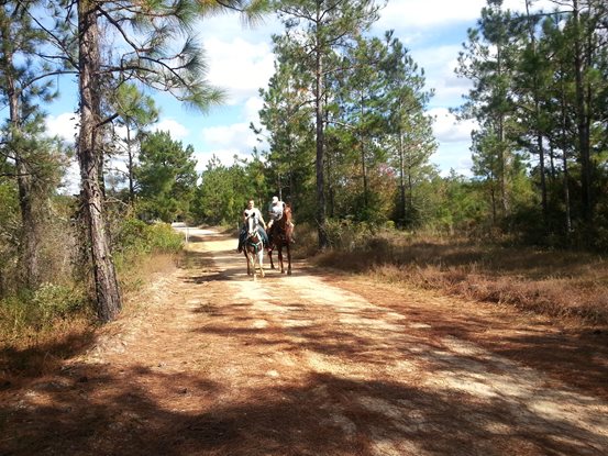 Riding horses on trails